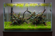 Caridina Plantenmix overzicht