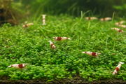 Caridina Plantenmix Voorzone