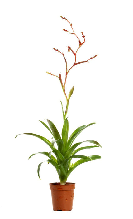 Catopsis (Bromelia)