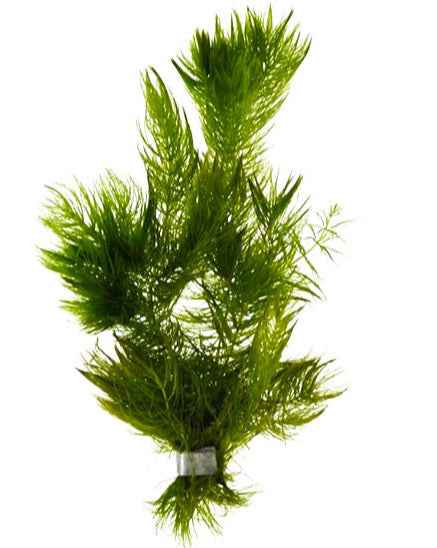 Ceratophyllum Demersum - Aquarium plants