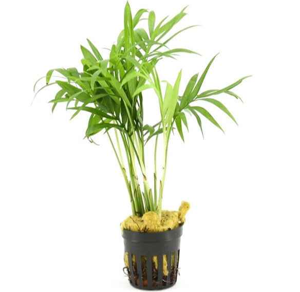 Chamaedorea Elegans