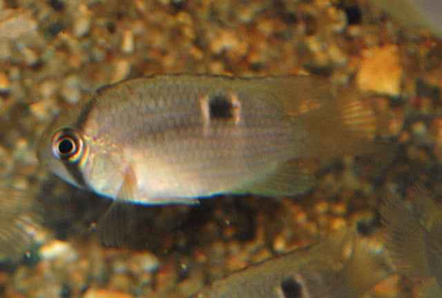 Cleithracara Maronii