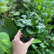 Coffea Arabica - Terrascape - Terrariumplanten