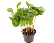 Coffea Arabica - Terrascape - Terrariumplanten