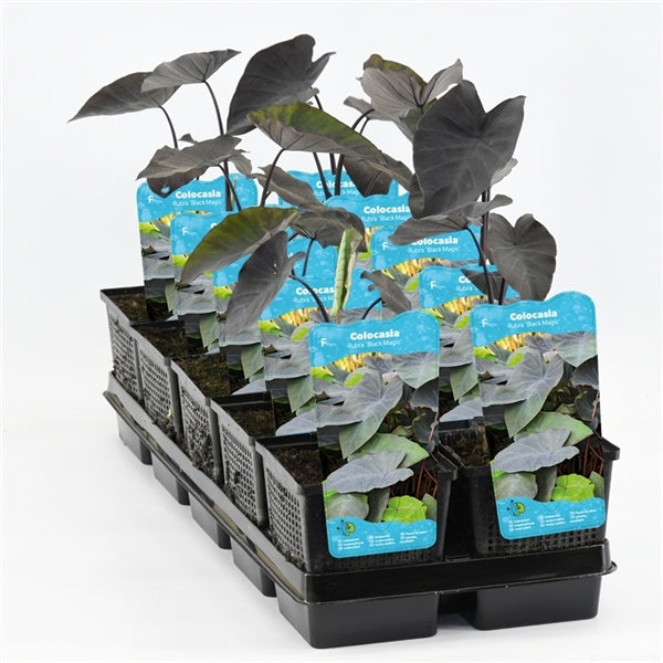 Colocasia Rubra Black Magic 11x11