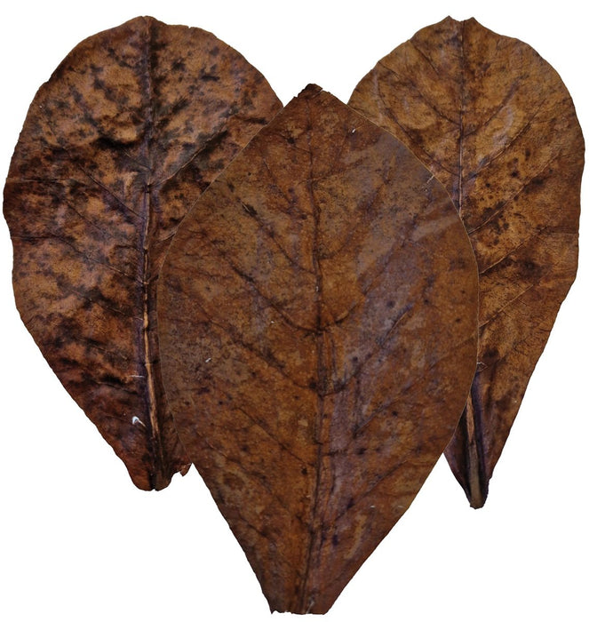 Colombo Catappa Nano