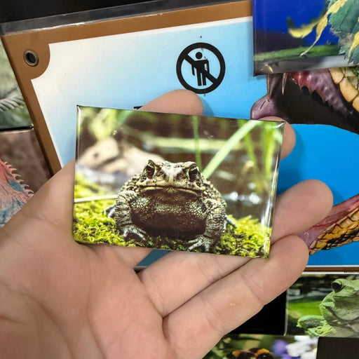 Commonw Toad magnet preview 