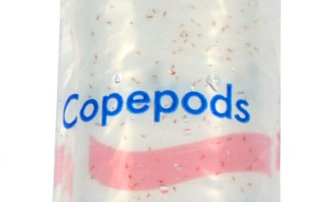 Copepods 100 ml