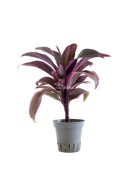 Cordyline Red Edge - Terrascape -Terrariumplant