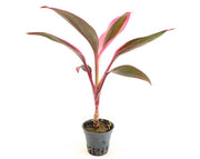 Cordyline Red Edge Terrascape - Terrariumplanten