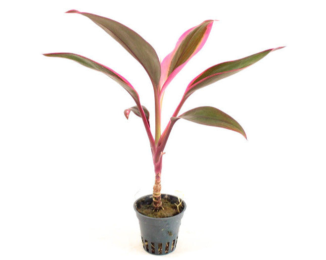 Cordyline Red Edge Terrascape - Terrariumplanten