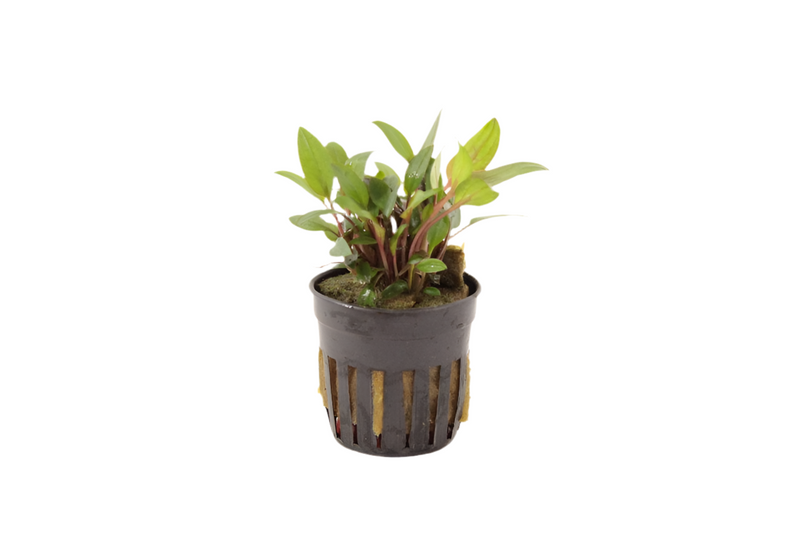 Cryptocoryne Beckettii