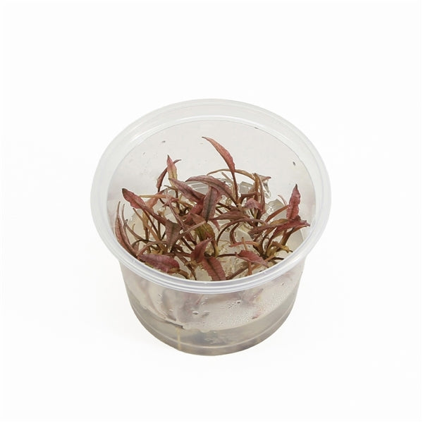 Cryptocoryne 'Flamingo' - In Vitro - Aquascape - Aquariumplanten