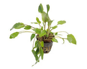 Cryptocoryne Green Gecko - Aquariumplanten - Aquascape
