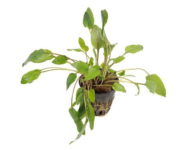 Cryptocoryne Green Gecko - Aquariumplanten - Aquascape