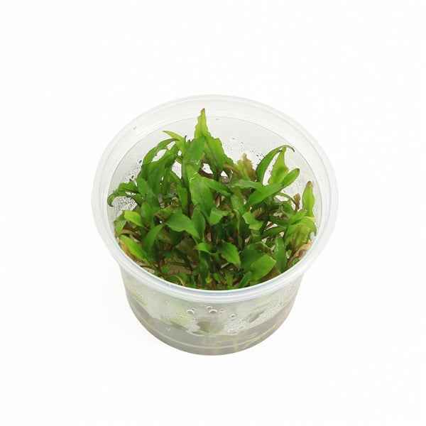 Cryptocoryne Green Gecko - In Vitro