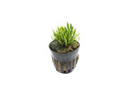 Cryptocoryne Parva - Aquascape - Aquariumplant
