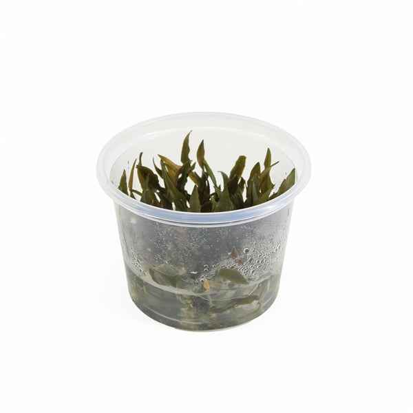 Cryptocoryne Petchii 'Pink' - In Vitro