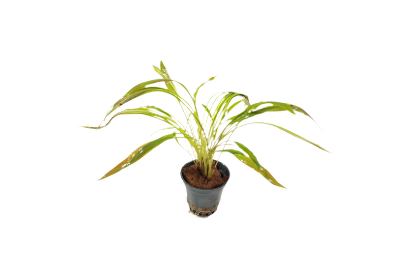 Cryptocoryne Spiralis 'Tiger' - Aquariumplanten - Aquascape