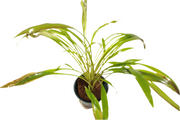 Cryptocoryne Spiralis 'Tiger' closeup - Aquascape - Aquariumplanten