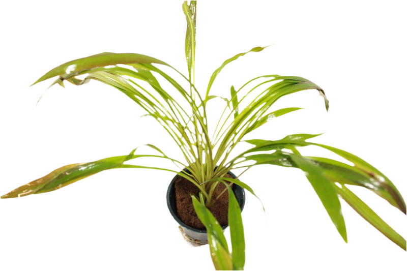 Cryptocoryne Spiralis 'Tiger' closeup - Aquascape - Aquariumplanten