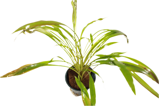 Cryptocoryne Spiralis 'Tiger' closeup - Aquascape - Aquariumplanten