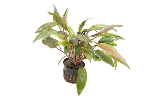 Cryptocoryne Undulata - Aquascape - Aquariumplanten