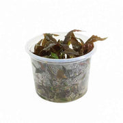 Cryptocoryne Undulatus - In Vitro