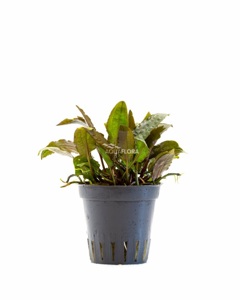 Cryptocoryne Usteriana - Aquascape - Aquariumplanten