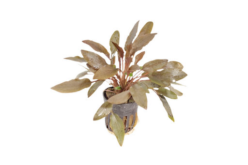 Cryptocoryne Wendtii - Bruin