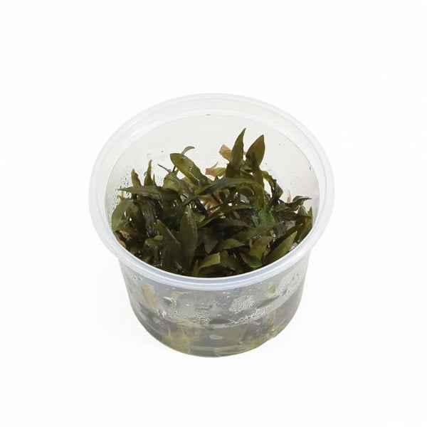 Cryptocoryne Wendtii Brown - In Vitro