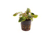 Cryptocoryne Wendtii Flamingo - Aquascape - Aquariumplanten