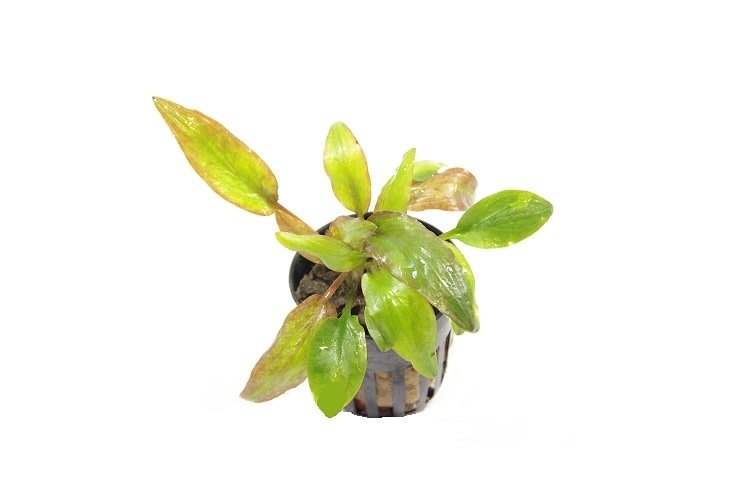 Cryptocoryne Willisii - Aquascape - Aquariumplanten