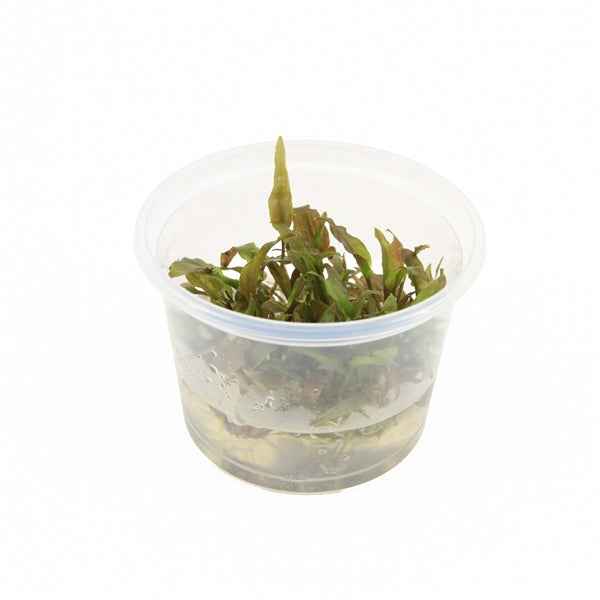 Cryptocoryne Willisii - In Vitro