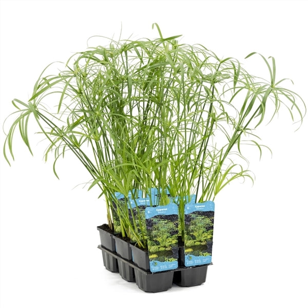 Cyperus Alternifolius