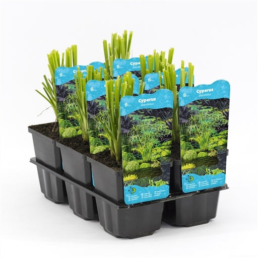 Kant en Klare Vijverplanten Mix – Zone 1&2 – ⌀18 cm - ↕45-55 cm Kant en Klare Vijverplanten Mix – Zone 1&2 – ⌀18 cm - ↕45-55 cm
