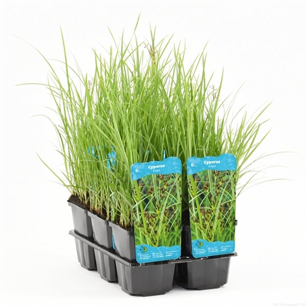 Cyperus Longus