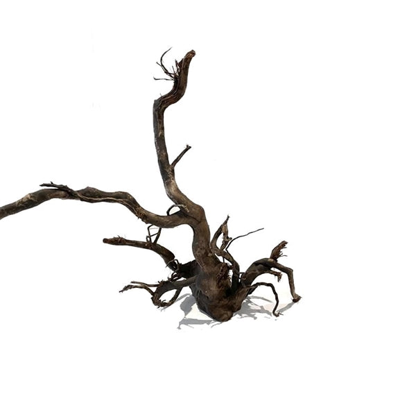 Dark Spiderwood
