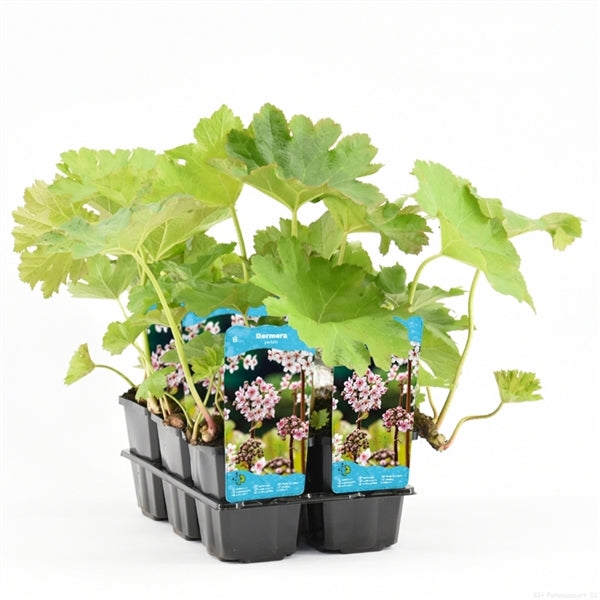 Darmera Peltata
