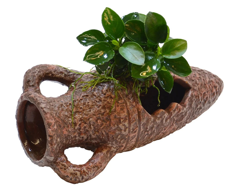 Deco Amphora Anubias - Aquascape - Aquariumplanten