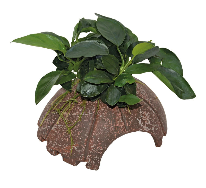 Deco Coconut Anubias - Aquascape - Aquariumplanten