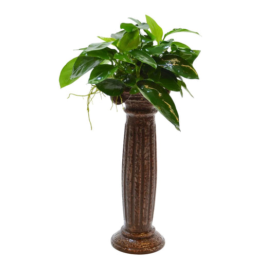 Deco Colomn Anubias 15x5x5 cm