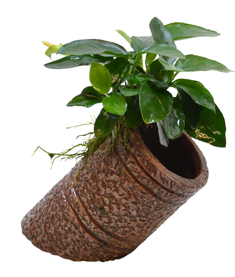 Deco Pipe Anubias - Aquascape - Aquariumplanten