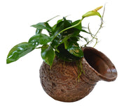 Deco Pot Anubias - Aquascape - Aquariumplanten
