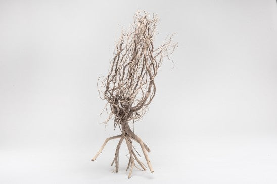 Desert Tree 20-30 cm