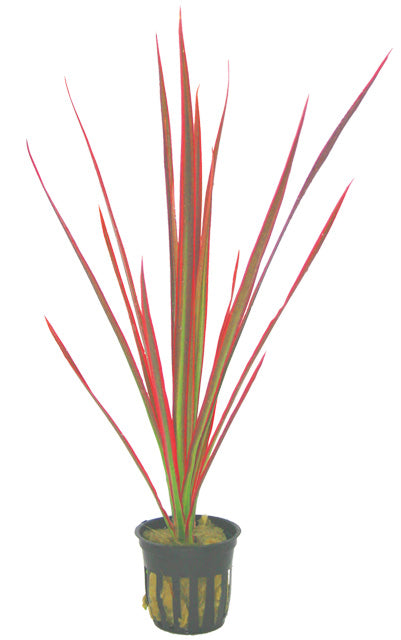 Dracaena 'Colorama' - Terrascape - Terrariumplanten