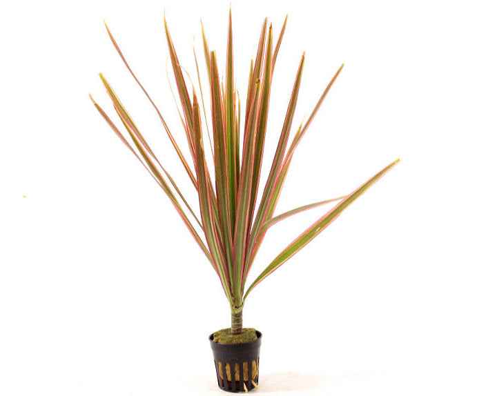 Dracaena Marginata Red