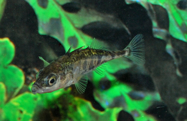 Driedoornige Stekelbaars - Gasterosteus Aculiatus - Vijvervissen