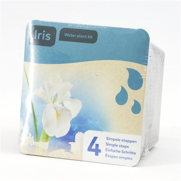 Droogverpakking Iris laevigata 'Snowdrift'