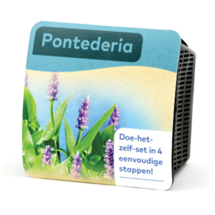 Droogverpakking Pontederia cordata